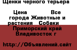 Щенки черного терьера › Цена ­ 35 000 - Все города Животные и растения » Собаки   . Приморский край,Владивосток г.